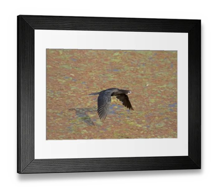 Framed Print : Little Cormorant (Phalacrocorax niger) adult, non-breeding plumage, in flight over water, Keoladeo Ghana N. P Framed Print : Little Cormorant (Phalacrocorax niger) adult, non-breeding plumage, in flight over water, Keoladeo Ghana N. P