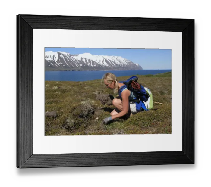 Framed Print : Common Eider (Somateria mollissima) nest, with woman collecting eiderdown, Hrisey Island, Northern Iceland, June Framed Print : Common Eider (Somateria mollissima) nest, with woman collecting eiderdown, Hrisey Island, Northern Iceland, June