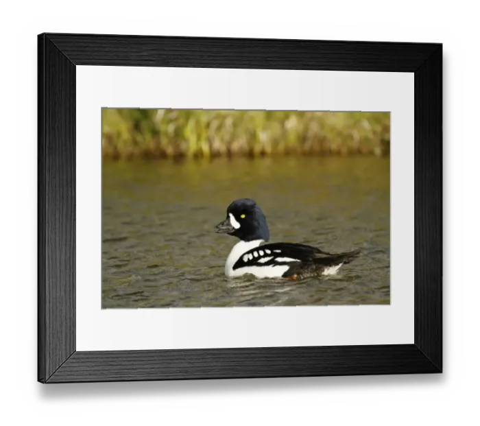 Framed Print : Barrows Goldeneye (Bucephala islandica) adult male, breeding plumage, calling, swimming on river, Laxa River, Myvatn Framed Print : Barrows Goldeneye (Bucephala islandica) adult male, breeding plumage, calling, swimming on river, Laxa River, Myvatn