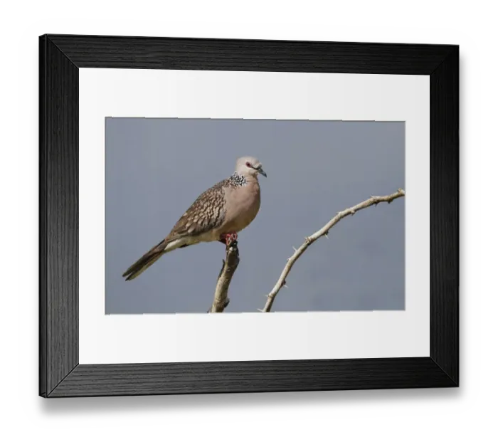 Framed Print : Spotted Dove (Spilopelia chinensis ceylonensis) adult, perched on branch, Udulawawe N. P. Sri Lanka, February Framed Print : Spotted Dove (Spilopelia chinensis ceylonensis) adult, perched on branch, Udulawawe N. P. Sri Lanka, February