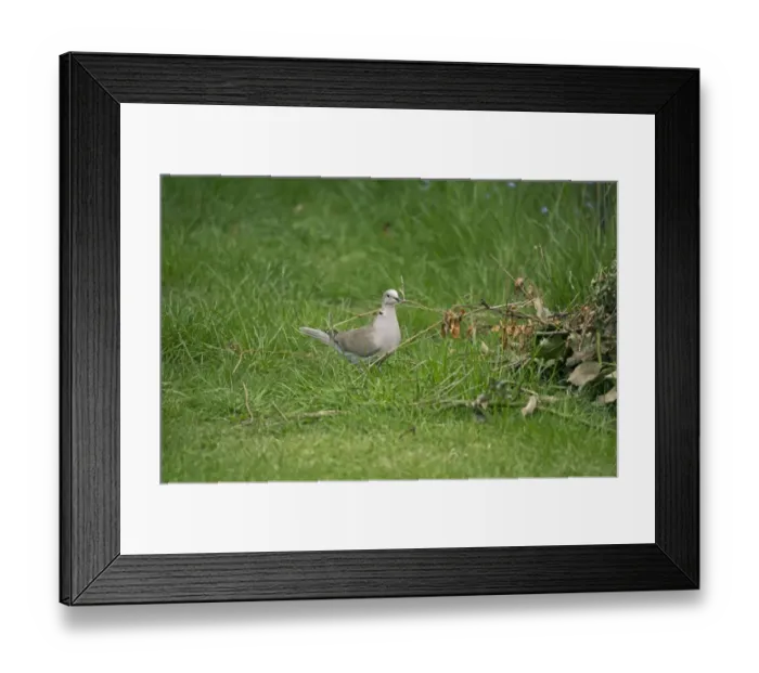 Framed Print : Eurasian Collared Dove (Streptopelia decaocto) adult, with stem in beak, collecting nesting material, Merseyside Framed Print : Eurasian Collared Dove (Streptopelia decaocto) adult, with stem in beak, collecting nesting material, Merseyside
