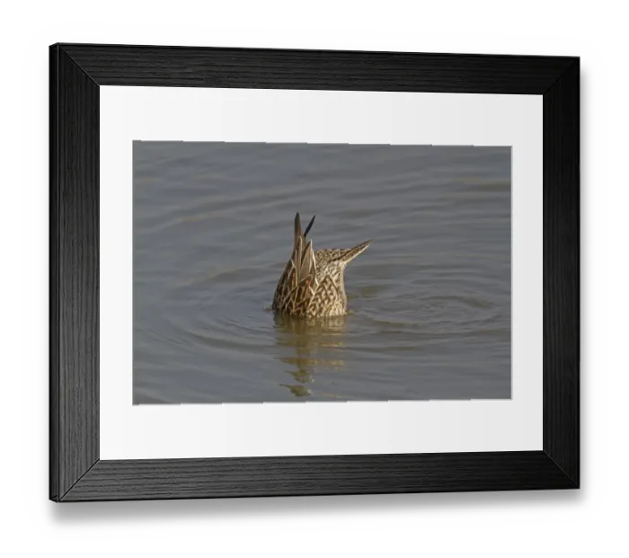 Framed Print : Northern Pintail (Anas acuta) adult female, upending and feeding with head submerged under water, Norfolk, England