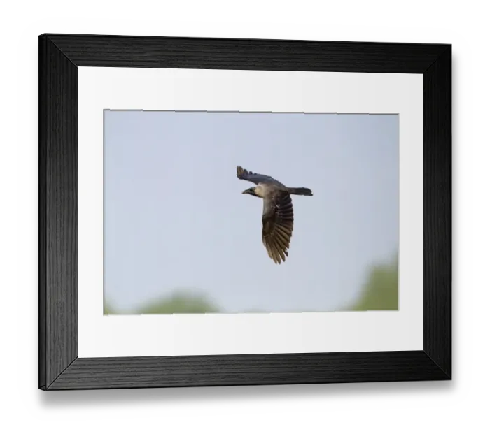 Framed Print : House Crow (Corvus splendens) adult, in flight, Keoladeo Ghana N. P. (Bharatpur), Rajasthan, India, February Framed Print : House Crow (Corvus splendens) adult, in flight, Keoladeo Ghana N. P. (Bharatpur), Rajasthan, India, February