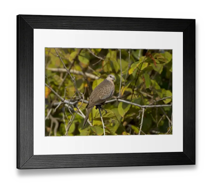 Framed Print : Spotted Dove (Spilopelia chinensis suratensis) adult, perched on twig, India, February Framed Print : Spotted Dove (Spilopelia chinensis suratensis) adult, perched on twig, India, February