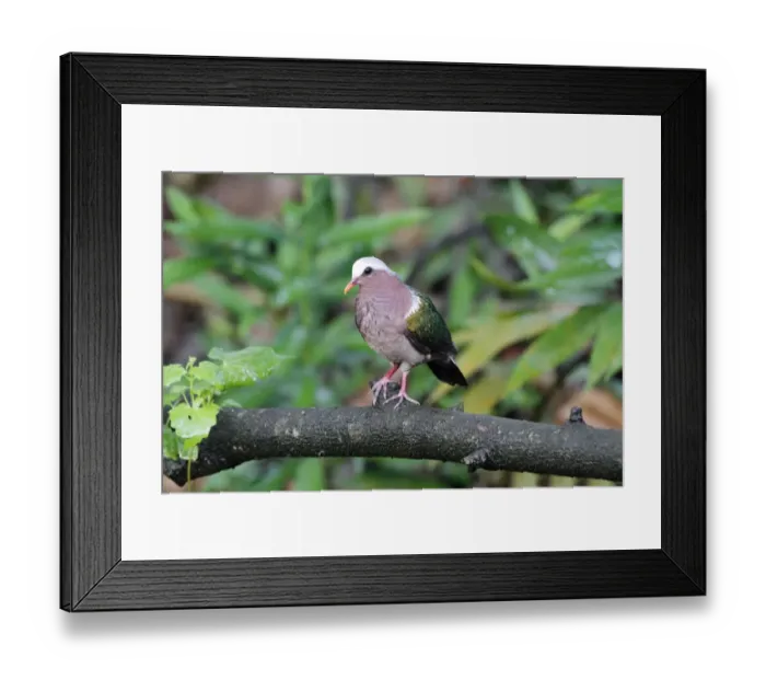 Framed Print : Emerald Dove (Chalcophaps indica indica) adult, perched on branch in lowland rainforest, Sinharaja Forest Reserve Framed Print : Emerald Dove (Chalcophaps indica indica) adult, perched on branch in lowland rainforest, Sinharaja Forest Reserve
