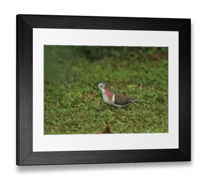 Framed Print : Caribbean Dove (Leptotila jamaicensis jamaicensis) adult, walking on ground, Marshalls Pen, Jamaica, December Framed Print : Caribbean Dove (Leptotila jamaicensis jamaicensis) adult, walking on ground, Marshalls Pen, Jamaica, December