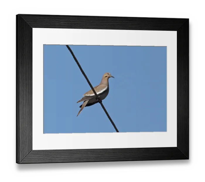 Framed Print : White-winged Dove (Zenaida asiatica asiatica) adult, perched on powerline, Hope Gardens, Kingston, Jamaica, December Framed Print : White-winged Dove (Zenaida asiatica asiatica) adult, perched on powerline, Hope Gardens, Kingston, Jamaica, December