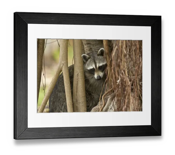 Framed Print : Common Raccoon (Procyon lotor) adult, foraging amongst tree roots, Everglades, Florida, U. S. A. February Framed Print : Common Raccoon (Procyon lotor) adult, foraging amongst tree roots, Everglades, Florida, U. S. A. February