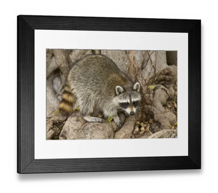 Framed Print : Common Raccoon (Procyon lotor) adult, foraging amongst tree roots, Everglades, Florida, U. S. A. February Framed Print : Common Raccoon (Procyon lotor) adult, foraging amongst tree roots, Everglades, Florida, U. S. A. February