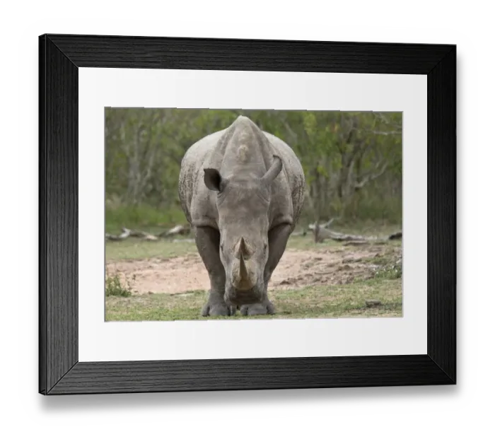 Framed Print : White Rhinoceros (Ceratotherium simum simum) adult, standing, Kruger N. P. Great Limpopo Transfrontier Park Framed Print : White Rhinoceros (Ceratotherium simum simum) adult, standing, Kruger N. P. Great Limpopo Transfrontier Park