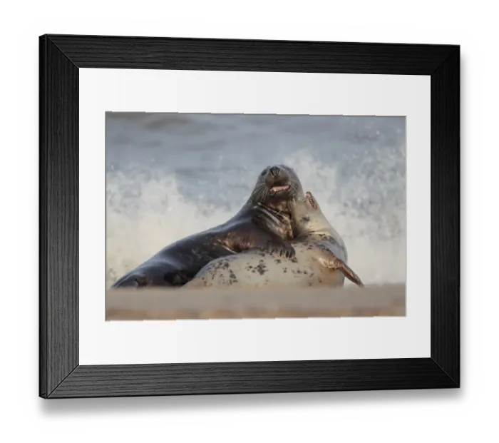 Framed Print : Grey Seal (Halichoerus grypus) adult pair, courting before mating on beach, Horsey Gap, Norfolk, England, October Framed Print : Grey Seal (Halichoerus grypus) adult pair, courting before mating on beach, Horsey Gap, Norfolk, England, October