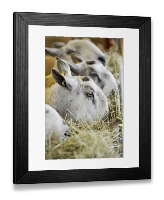 Framed Print : Domestic Sheep, Blue-faced Leicester rams, close-up of heads, feeding on hay in rack, Cumbria, England, September Framed Print : Domestic Sheep, Blue-faced Leicester rams, close-up of heads, feeding on hay in rack, Cumbria, England, September