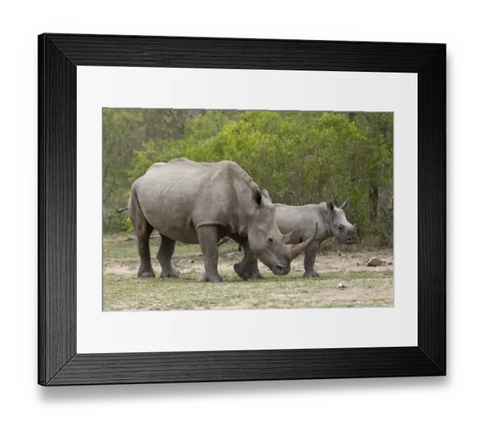 Framed Print : White Rhinoceros (Ceratotherium simum simum) adult female and calf, Kruger N. P