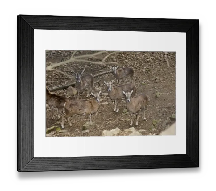 Framed Print : Cyprus Mouflon (Ovis musimon ophion) adult females and immature male, standing, Cyprus, March Framed Print : Cyprus Mouflon (Ovis musimon ophion) adult females and immature male, standing, Cyprus, March
