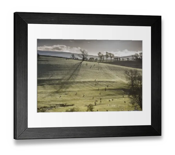Framed Print : Domestic Sheep, flock, grazing in frost covered pasture at dawn, Brough, Cumbria, England, December Framed Print : Domestic Sheep, flock, grazing in frost covered pasture at dawn, Brough, Cumbria, England, December