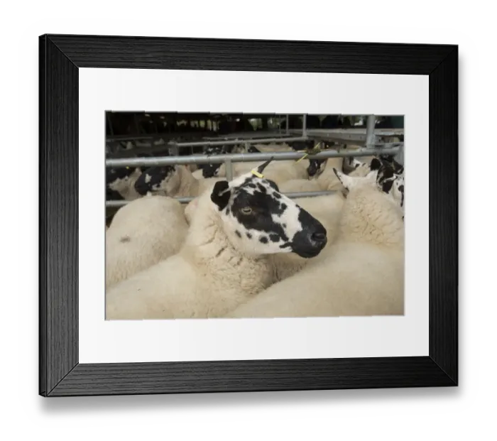 Framed Print : Domestic Sheep, Beulah Speckled Face ewes, flock in pens at livestock market, Ruthin Livestock Market, Denbighshire Framed Print : Domestic Sheep, Beulah Speckled Face ewes, flock in pens at livestock market, Ruthin Livestock Market, Denbighshire