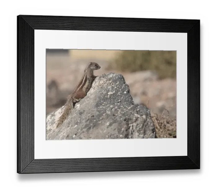 Framed Print : Barbary Ground Squirrel (Atlantoxerus getulus) introduced species, adult, climbing on rock, Caleta de Fustes Framed Print : Barbary Ground Squirrel (Atlantoxerus getulus) introduced species, adult, climbing on rock, Caleta de Fustes