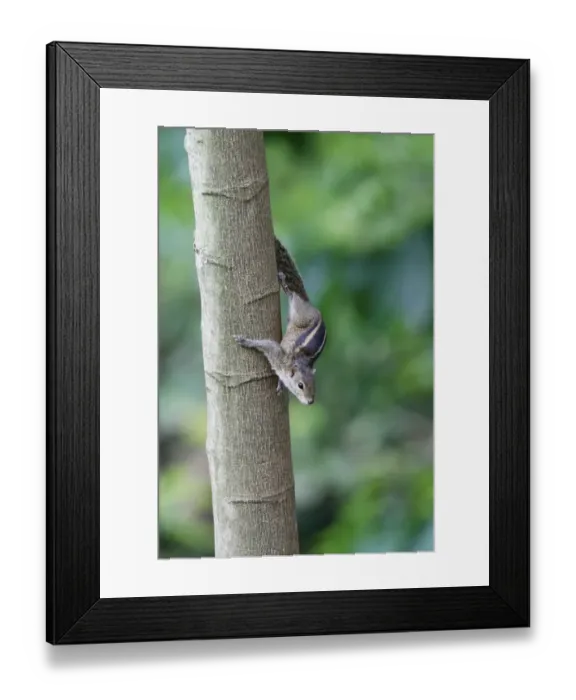 Framed Print : Indian Palm Squirrel (Funambulus palmarum) adult, descending tree trunk, Sri Lanka, January Framed Print : Indian Palm Squirrel (Funambulus palmarum) adult, descending tree trunk, Sri Lanka, January