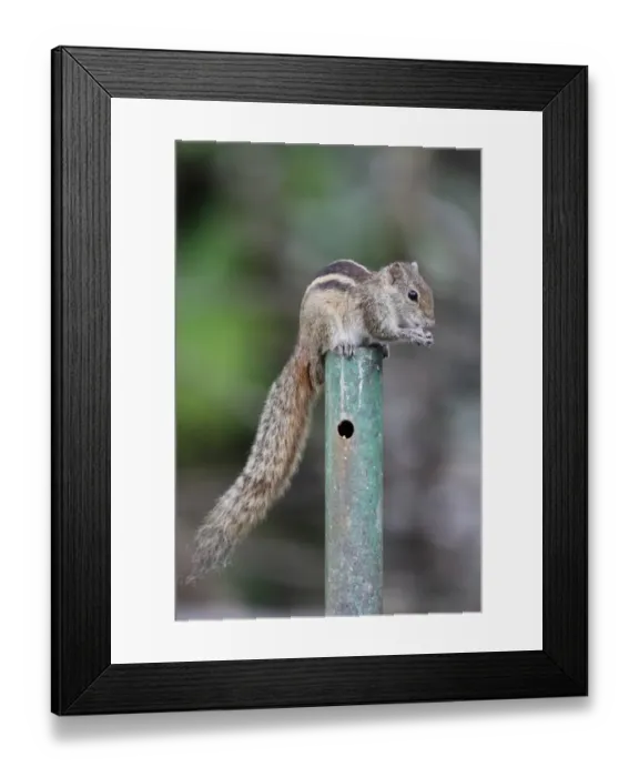 Framed Print : Indian Palm Squirrel (Funambulus palmarum) adult, feeding, sitting on metal post, Sri Lanka, January Framed Print : Indian Palm Squirrel (Funambulus palmarum) adult, feeding, sitting on metal post, Sri Lanka, January