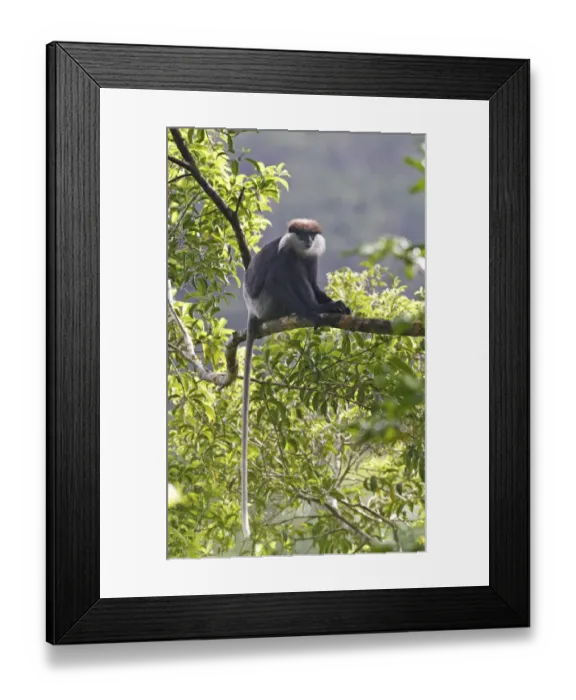 Framed Print : Purple-faced Langur (Trachypithecus vetulus) adult, sitting on branch in lowland rainforest, Siharaja Forest Reserve Framed Print : Purple-faced Langur (Trachypithecus vetulus) adult, sitting on branch in lowland rainforest, Siharaja Forest Reserve