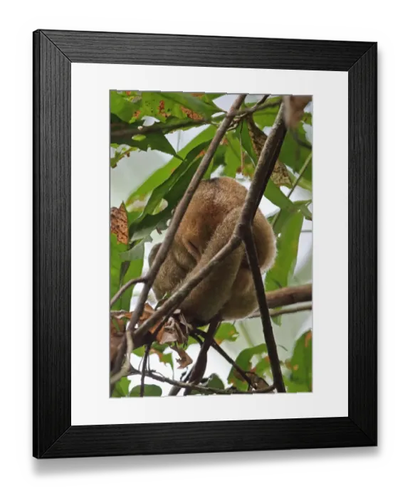 Framed Print : Silky Anteater (Cyclopes didactylus dorsalis) adult, sleeping in tree during daytime, Canopy Tower, Panama, November Framed Print : Silky Anteater (Cyclopes didactylus dorsalis) adult, sleeping in tree during daytime, Canopy Tower, Panama, November