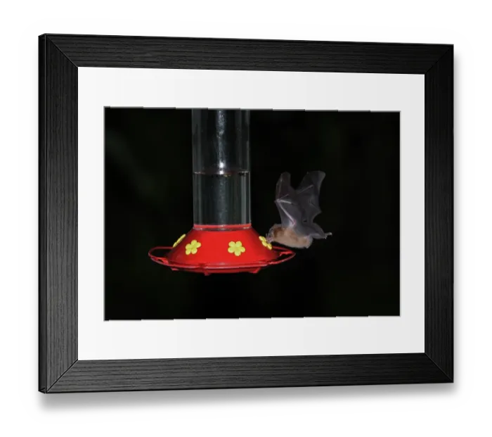 Framed Print : Orange Nectar Bat (Lonchophylla robusta) adult, in flight, feeding from hummingbird feeder at night, Canopy Lodge Framed Print : Orange Nectar Bat (Lonchophylla robusta) adult, in flight, feeding from hummingbird feeder at night, Canopy Lodge