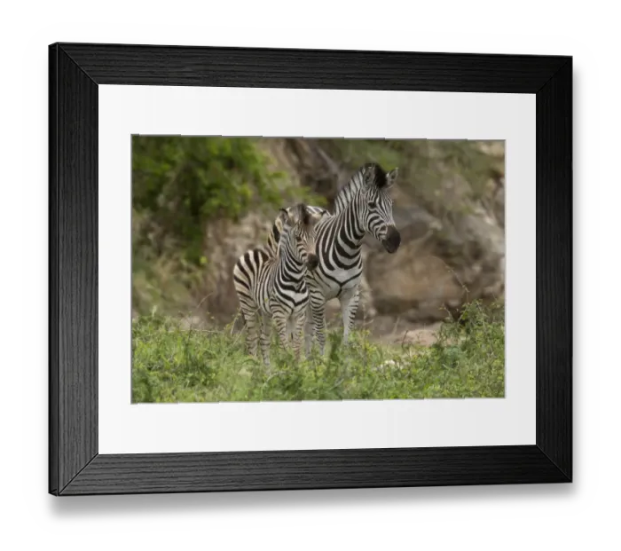 Framed Print : Burchells Zebra (Equus quagga burchellii) adult female and foal, standing together, Golden Gate Highlands N. P Framed Print : Burchells Zebra (Equus quagga burchellii) adult female and foal, standing together, Golden Gate Highlands N. P