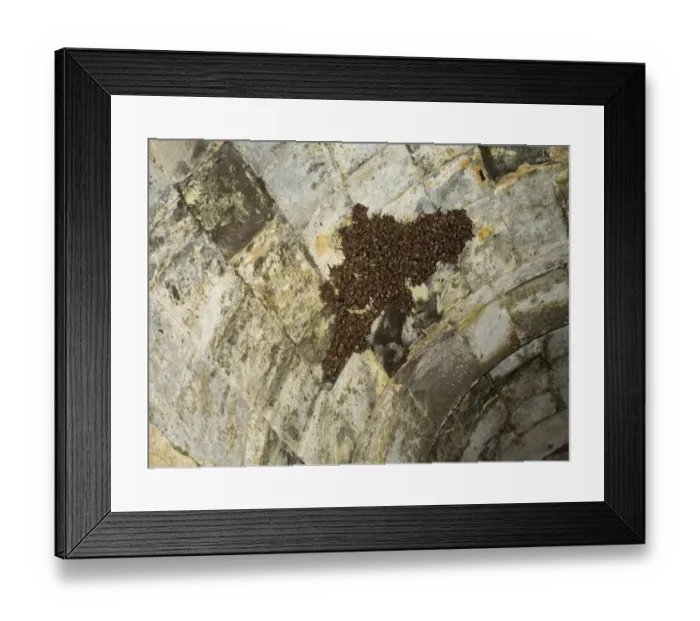 Framed Print : Lesser Mouse-eared Bat (Myotis blythii) breeding colony, roosting inside ruined palace Framed Print : Lesser Mouse-eared Bat (Myotis blythii) breeding colony, roosting inside ruined palace