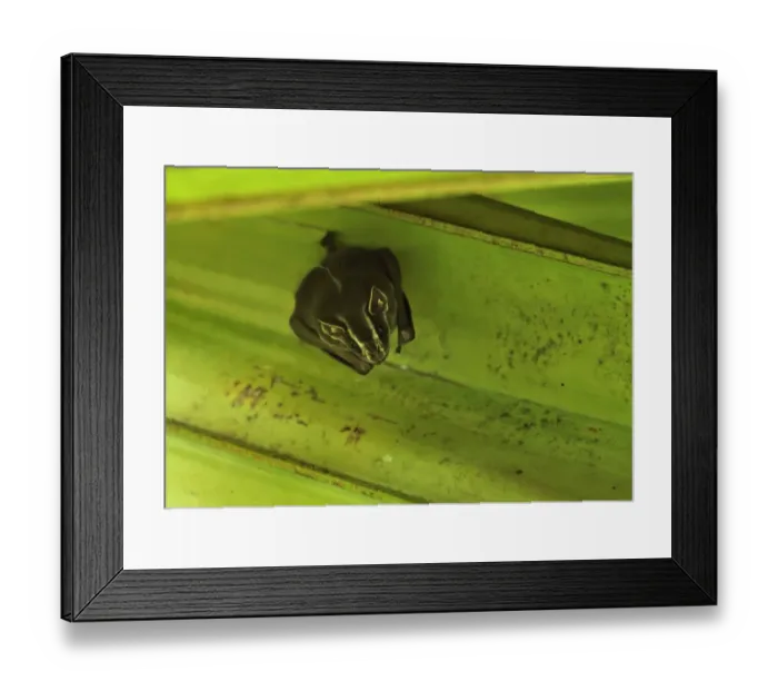 Framed Print : Tent-making Bat (Uroderma bilobatum) adult, hanging from leaf, Summit Gardens, Panama, November Framed Print : Tent-making Bat (Uroderma bilobatum) adult, hanging from leaf, Summit Gardens, Panama, November