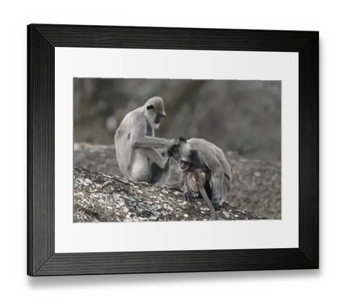 Framed Print : Tufted Grey Langur (Semnopithecus priam thersites) two adult females and baby, mutual grooming, sitting in tree Framed Print : Tufted Grey Langur (Semnopithecus priam thersites) two adult females and baby, mutual grooming, sitting in tree