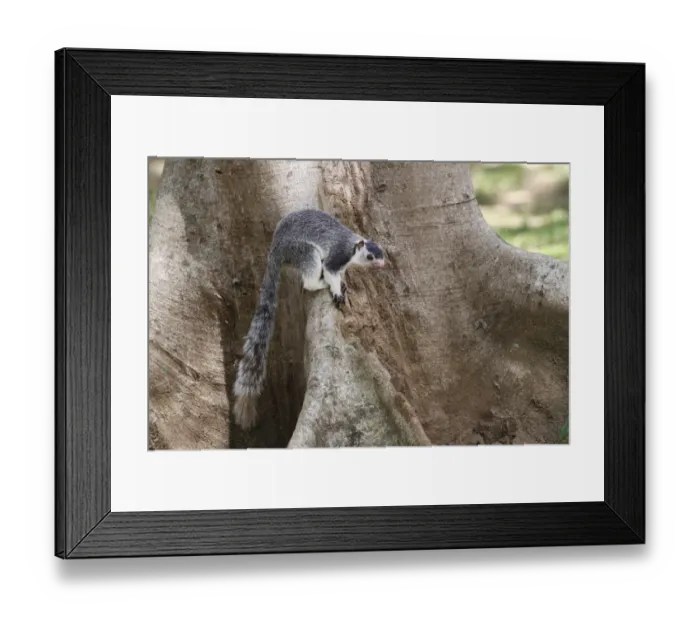 Framed Print : Grizzled Giant Squirrel (Ratufa macroura) adult, at base of tree trunk, Polonnaruwa, Sri Lanka, February Framed Print : Grizzled Giant Squirrel (Ratufa macroura) adult, at base of tree trunk, Polonnaruwa, Sri Lanka, February