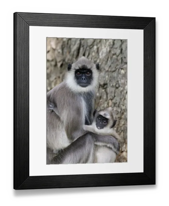 Framed Print : Tufted Grey Langur (Semnopithecus priam thersites) adult female holding baby, sitting in tree, Sri Lanka, January Framed Print : Tufted Grey Langur (Semnopithecus priam thersites) adult female holding baby, sitting in tree, Sri Lanka, January