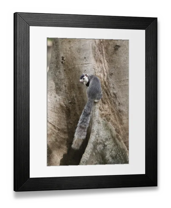 Framed Print : Grizzled Giant Squirrel (Ratufa macroura) adult, at base of tree trunk, Polonnaruwa, Sri Lanka, February Framed Print : Grizzled Giant Squirrel (Ratufa macroura) adult, at base of tree trunk, Polonnaruwa, Sri Lanka, February