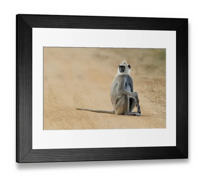 Framed Print : Tufted Grey Langur (Semnopithecus priam thersites) adult female, sitting on dirt track, Sri Lanka, February Framed Print : Tufted Grey Langur (Semnopithecus priam thersites) adult female, sitting on dirt track, Sri Lanka, February