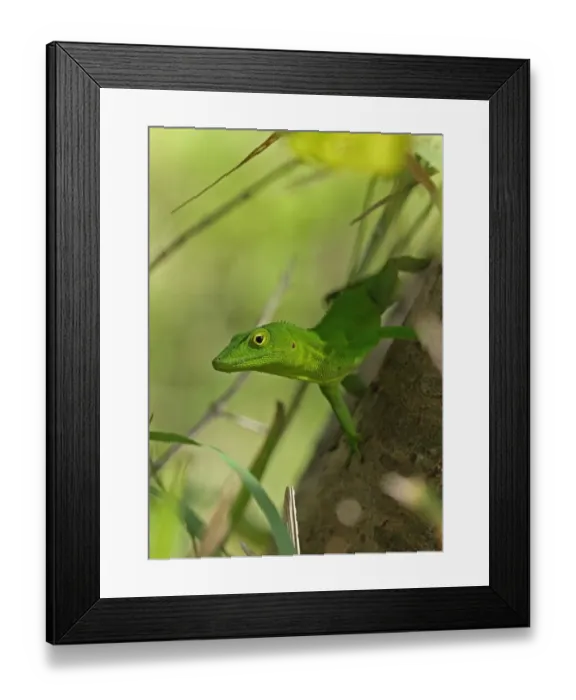 Framed Print : Jamaican Giant Anole (Anolis garmani) adult, clinging to tree trunk, Manchester, Jamaica, December