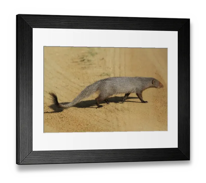 Framed Print : Ruddy Mongoose (Herpestes smithii zeylandicus) adult, walking across dirt track, Udalawawe N. P. Sri Lanka, February Framed Print : Ruddy Mongoose (Herpestes smithii zeylandicus) adult, walking across dirt track, Udalawawe N. P. Sri Lanka, February