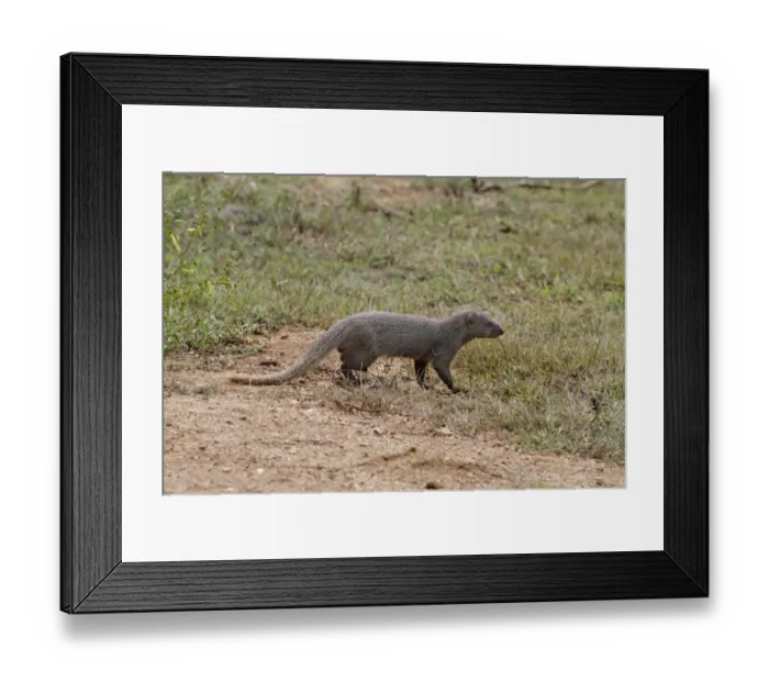 Framed Print : Ruddy Mongoose (Herpestes smithii zeylandicus) adult, walking on ground, Udalawawe N. P. Sri Lanka, February Framed Print : Ruddy Mongoose (Herpestes smithii zeylandicus) adult, walking on ground, Udalawawe N. P. Sri Lanka, February