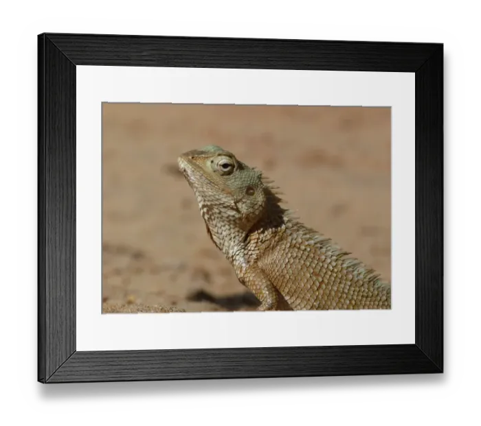 Framed Print : Oriental Garden Lizard (Calotes versicolor) adult, close-up of head, Yala N. P. Sri Lanka, February Framed Print : Oriental Garden Lizard (Calotes versicolor) adult, close-up of head, Yala N. P. Sri Lanka, February