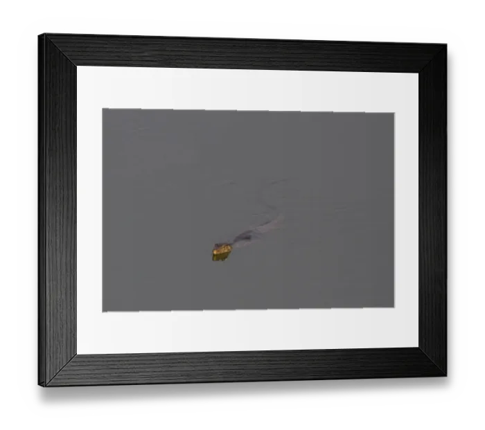 Framed Print : Platypus (Ornithorhynchus anatinus) adult, swimming at surface of river with mayflies at night, Leven River