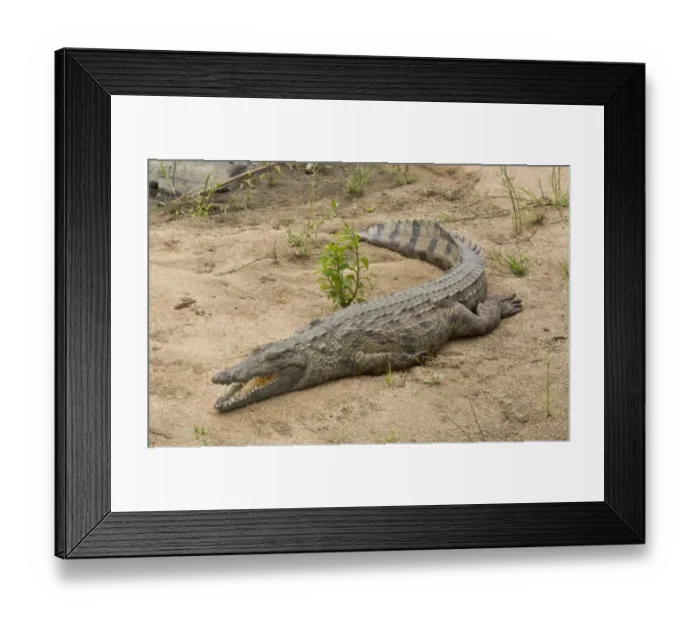 Framed Print : Nile Crocodile (Crocodylus niloticus) adult, resting beside river, Kruger N. P Framed Print : Nile Crocodile (Crocodylus niloticus) adult, resting beside river, Kruger N. P