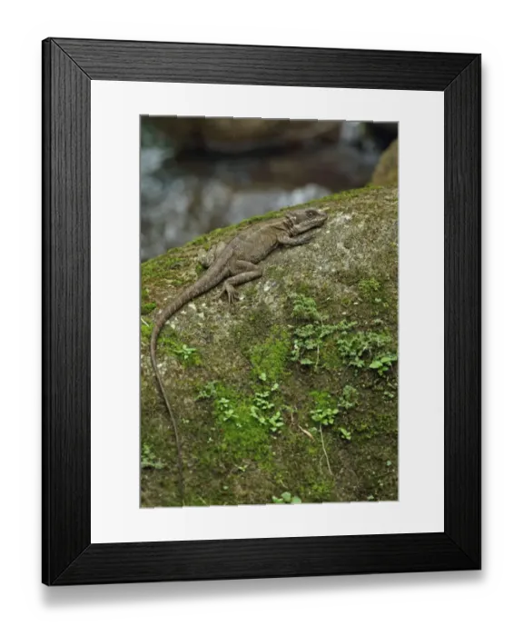 Framed Print : Common Basilisk (Basiliscus basiliscus) adult, with small insects in flight around head, resting on rock in river Framed Print : Common Basilisk (Basiliscus basiliscus) adult, with small insects in flight around head, resting on rock in river