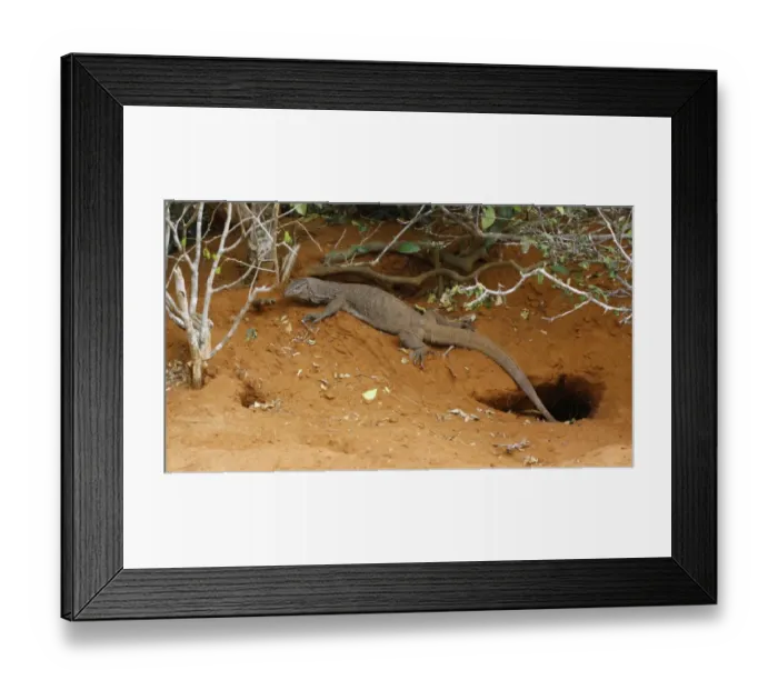 Framed Print : Bengal Monitor (Varanus bengalensis) immature, resting under vegetation beside burrow, Yala N. P. Sri Lanka, February Framed Print : Bengal Monitor (Varanus bengalensis) immature, resting under vegetation beside burrow, Yala N. P. Sri Lanka, February