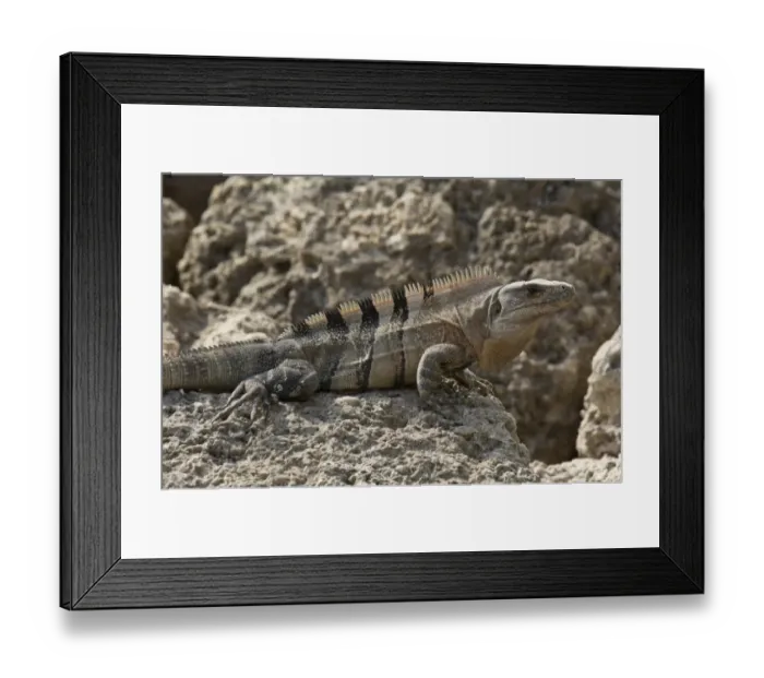 Framed Print : Black Spiny-tailed Iguana (Ctenosaura similis) introduced species, adult, resting on rocky foreshore, Florida, U. S. A Framed Print : Black Spiny-tailed Iguana (Ctenosaura similis) introduced species, adult, resting on rocky foreshore, Florida, U. S. A
