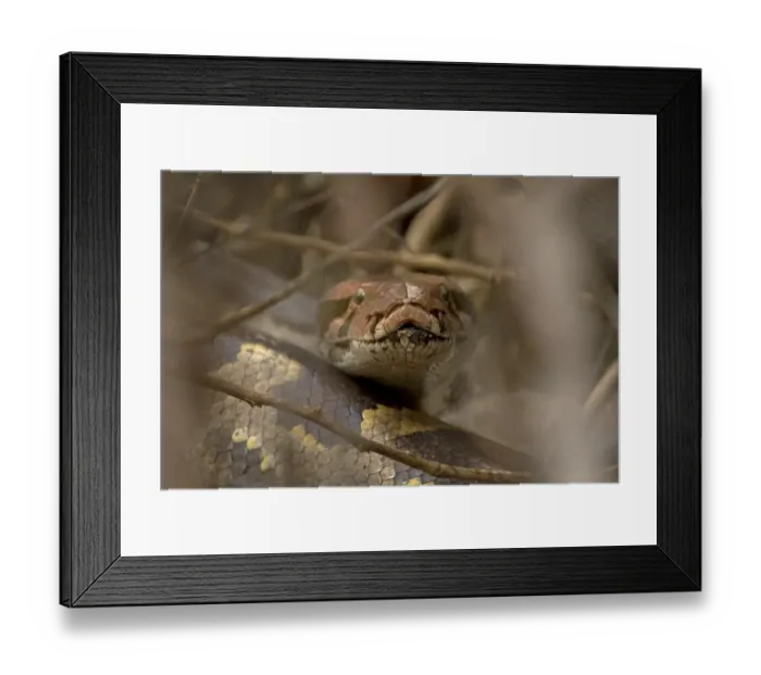 Framed Print : Indian Python (Python molurus) adult, close-up of head, Keoladeo Ghana N. P. (Bharatpur), Rajasthan, India, February