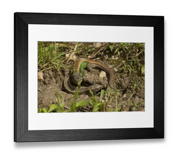 Framed Print : Sand Lizard (Lacerta agilis) adult pair, courting during breeding season, June Framed Print : Sand Lizard (Lacerta agilis) adult pair, courting during breeding season, June