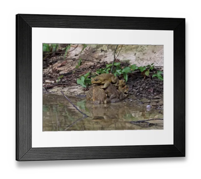 Framed Print : Cane Toad (Rhinella marina) introduced species, adult males, group attempting to mate with single female Framed Print : Cane Toad (Rhinella marina) introduced species, adult males, group attempting to mate with single female