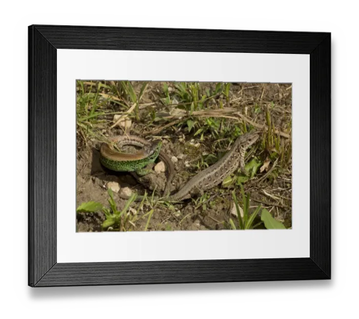 Framed Print : Sand Lizard (Lacerta agilis) adult pair, courting during breeding season, June Framed Print : Sand Lizard (Lacerta agilis) adult pair, courting during breeding season, June