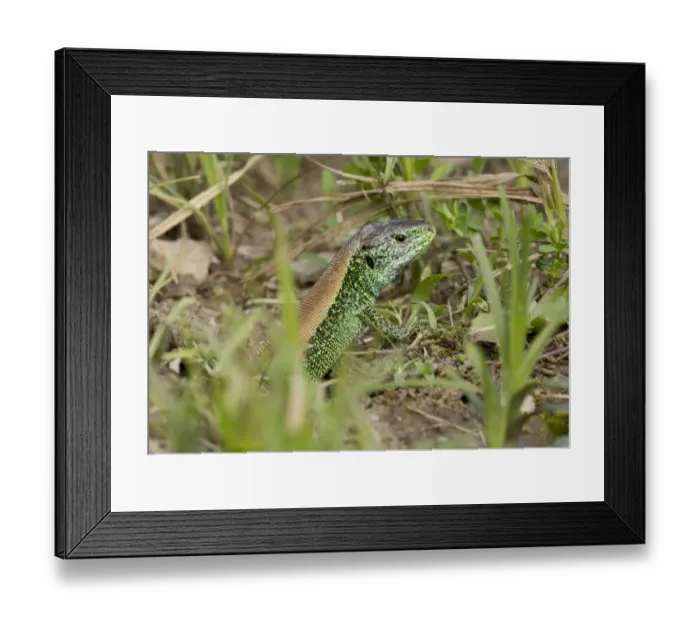 Framed Print : Sand Lizard (Lacerta agilis) adult male, brightly coloured during breeding season, emerging from hole, June Framed Print : Sand Lizard (Lacerta agilis) adult male, brightly coloured during breeding season, emerging from hole, June