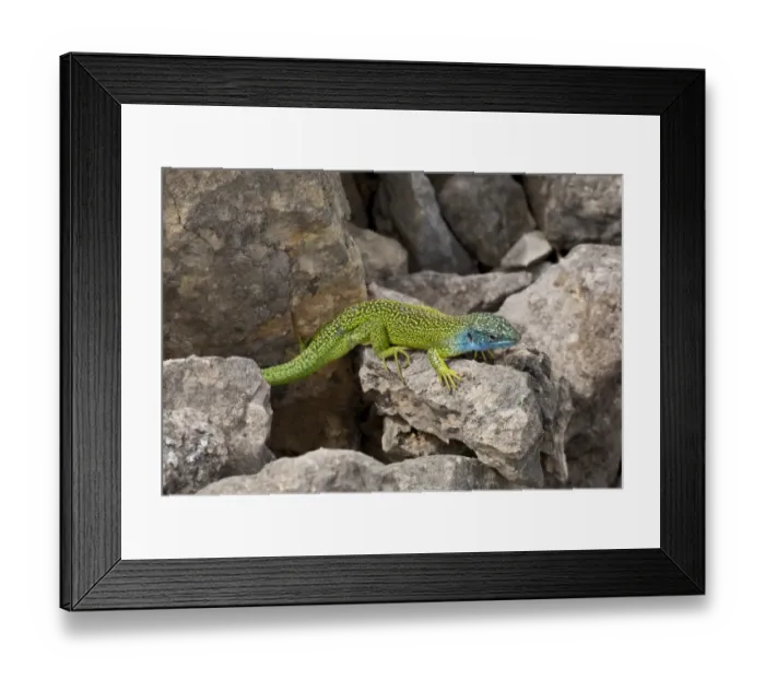 Framed Print : Western Green Lizard (Lacerta bilineata) adult male, basking on limestone, Cevennes, France, May