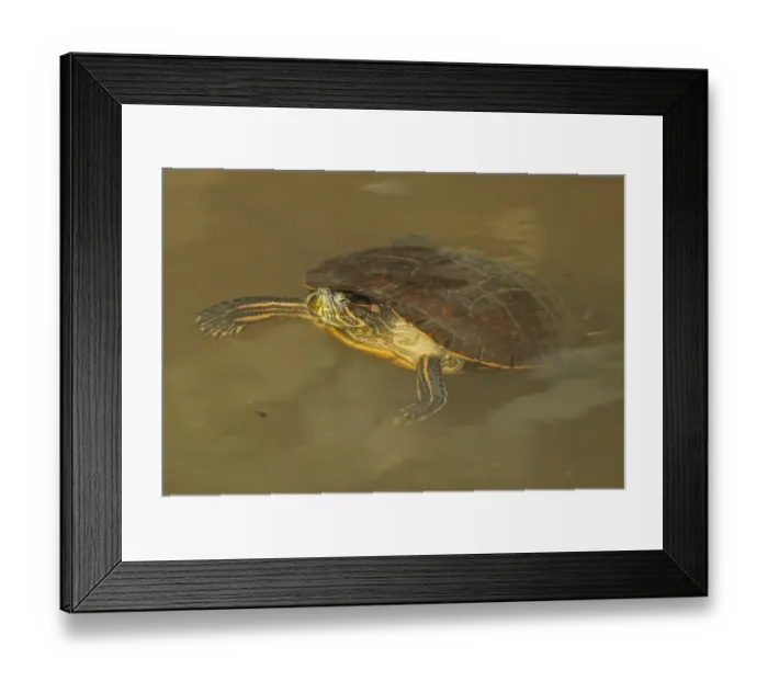 Framed Print : Panamanian Slider (Trachemys venusta panamensis) adult, floating in stream, Pipeline Road, Panama, November Framed Print : Panamanian Slider (Trachemys venusta panamensis) adult, floating in stream, Pipeline Road, Panama, November